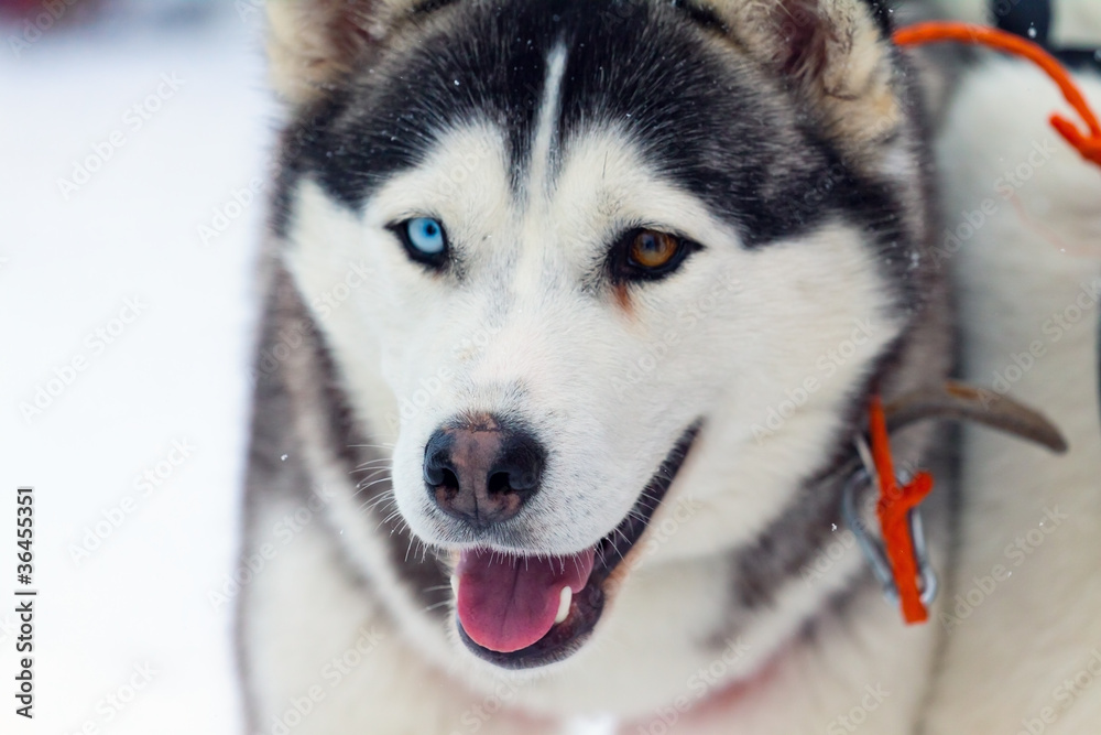 sled dog sled dog