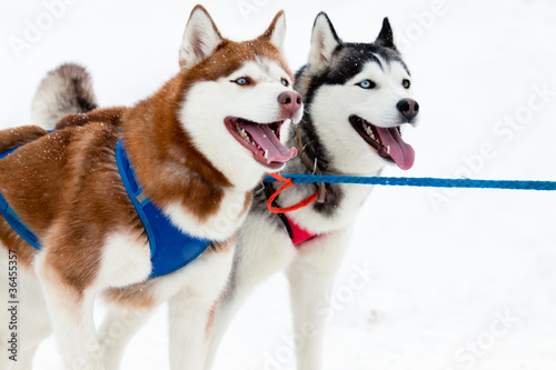 Obraz na płótnie pair of sled dogs w salonie