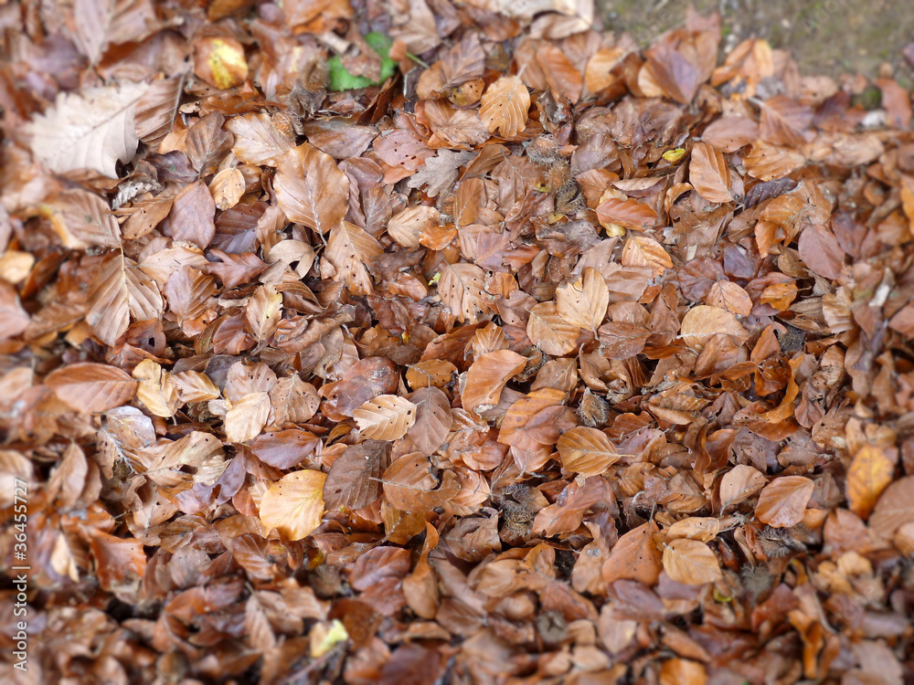 Herbstlaub Herbstlaub