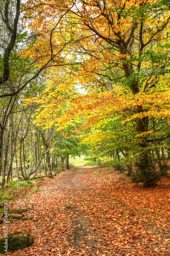 Path through Autumn Fall colorful forest landscape © veneratio