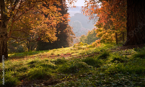 Fototapeta Naklejka Na Ścianę i Meble -  Landscape view through Autumn Fall forest into bright morning co