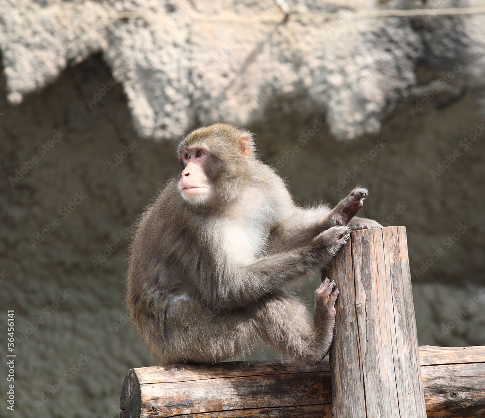 Japanese macaque sits on a log