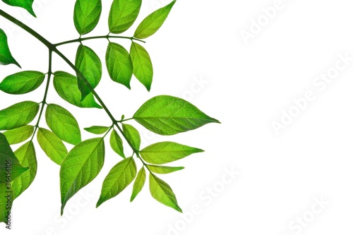 green leaf isolated on white background © kasianmentam