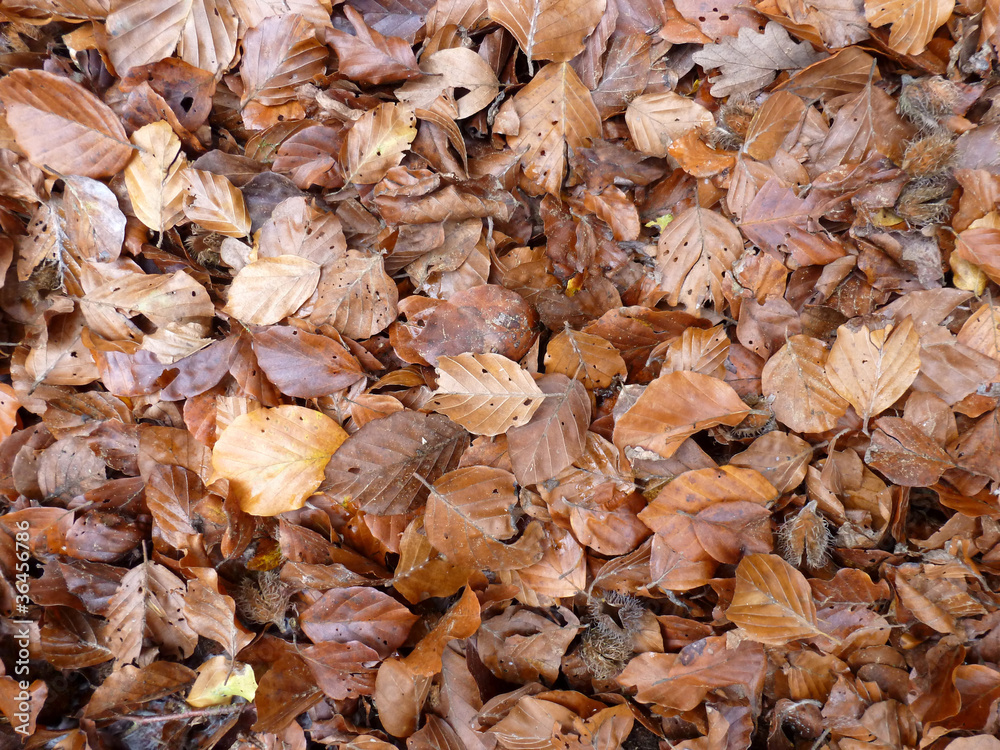 Laub, Herbstlaub Laub, Herbstlaub