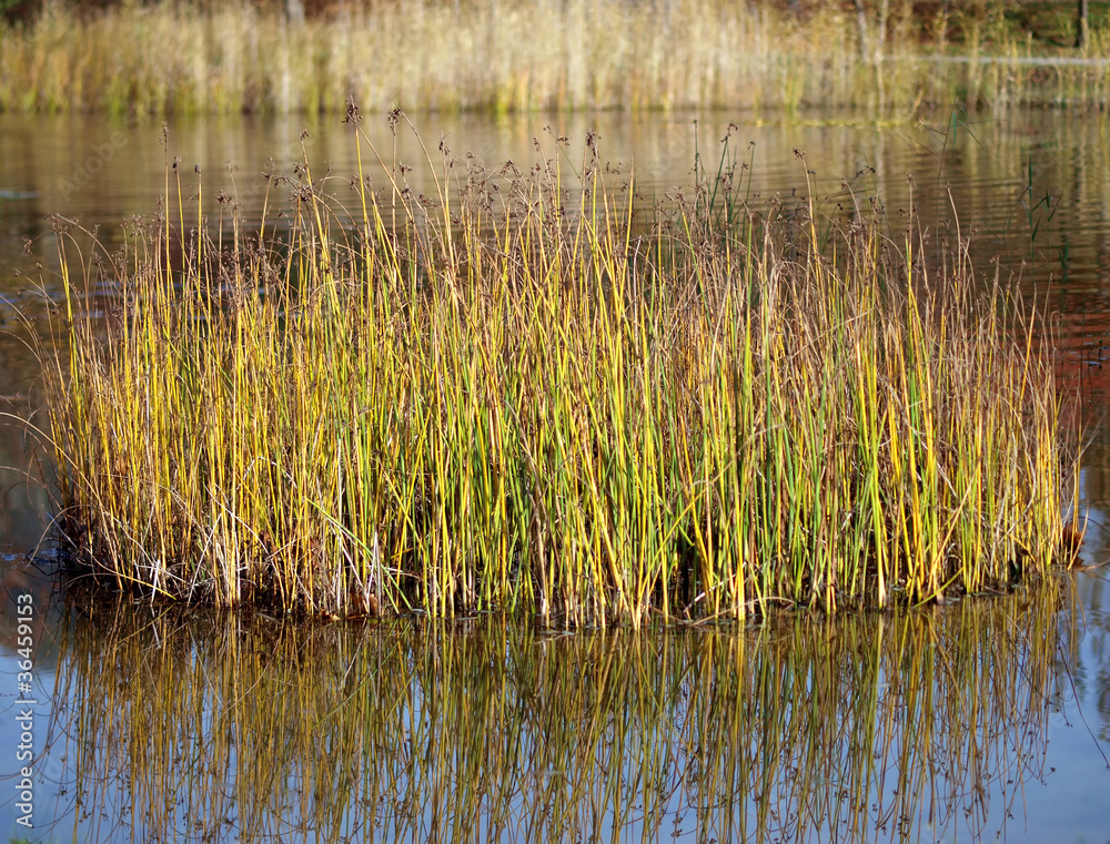 Schilf im Herbst Schilf im Herbst