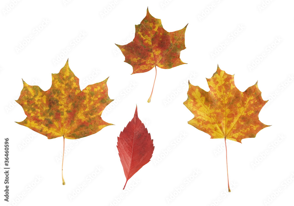 Fototapeta premium various autumn leaves, isolated on white background