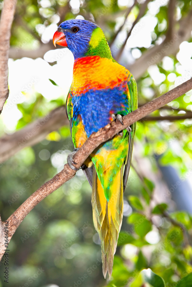 Australian rainbow lorikeets-Australia beautiful birds on branch