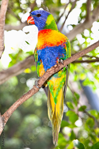 Australian rainbow lorikeets-Australia beautiful birds on branch © Aleksandar Todorovic