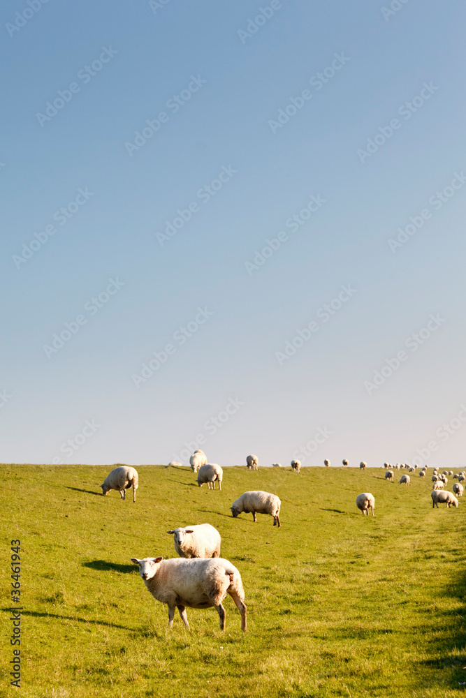 Fototapeta premium Schafe am Deich