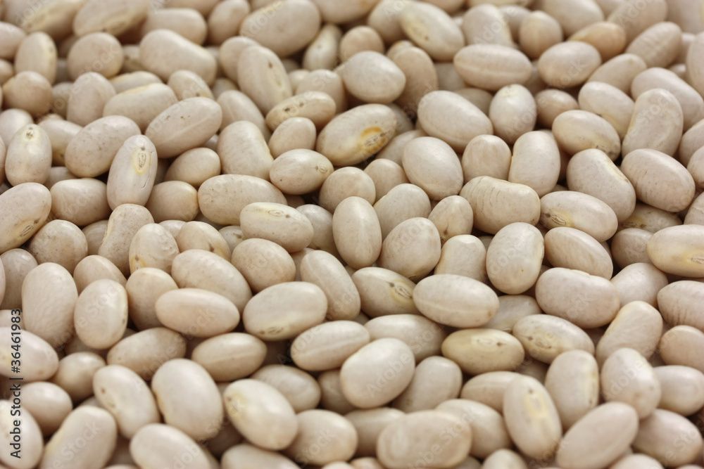 white navy bean