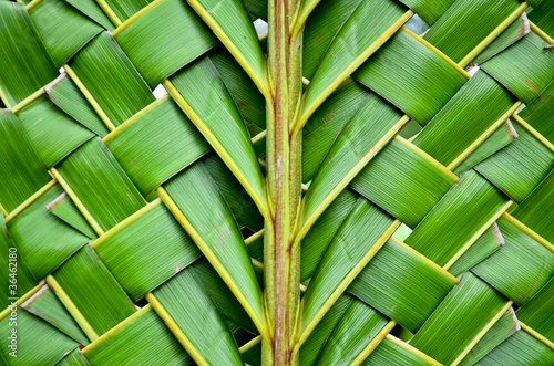 Weaving coconut leaves texture