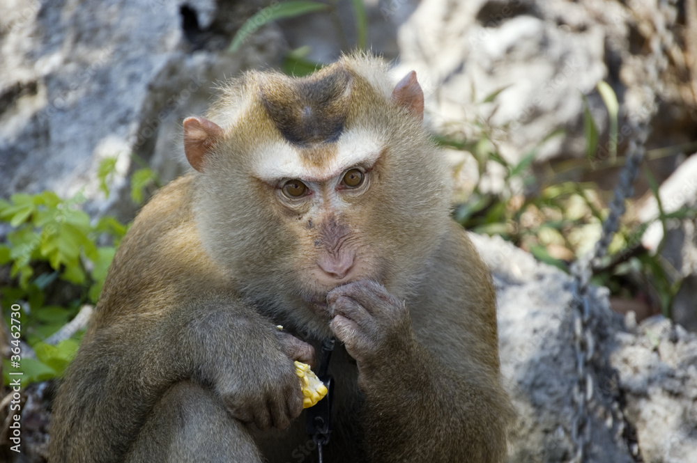 Fototapeta premium Chained monkey eating corn