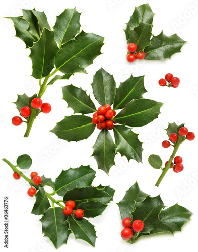 Cuadro en lienzo Christmas holly set - green leaf, red berry and twig