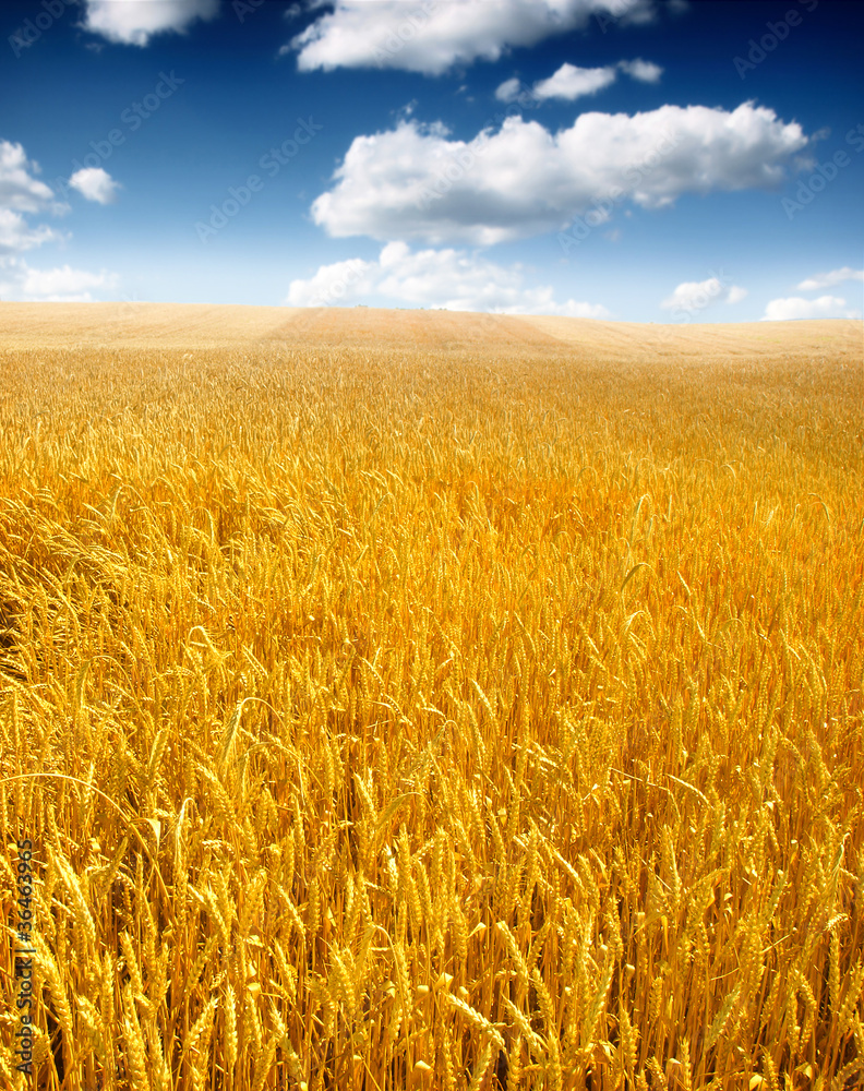 Fototapeta premium Wheat field