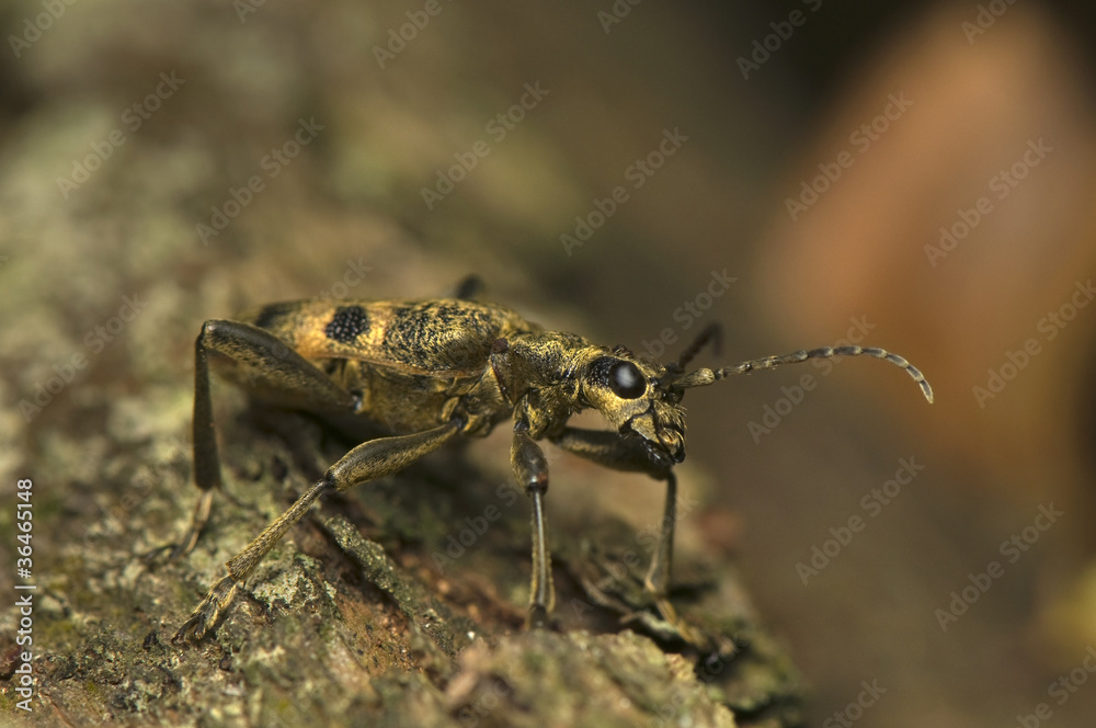 Fototapeta premium Rhagium modrax