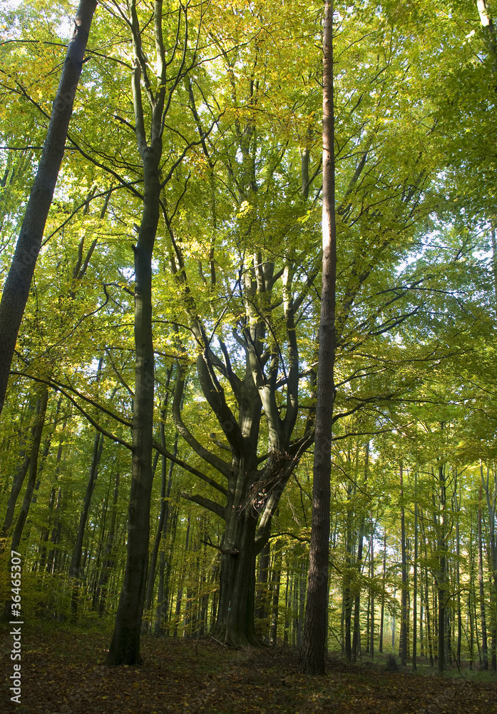 Fototapeta premium monument of nature