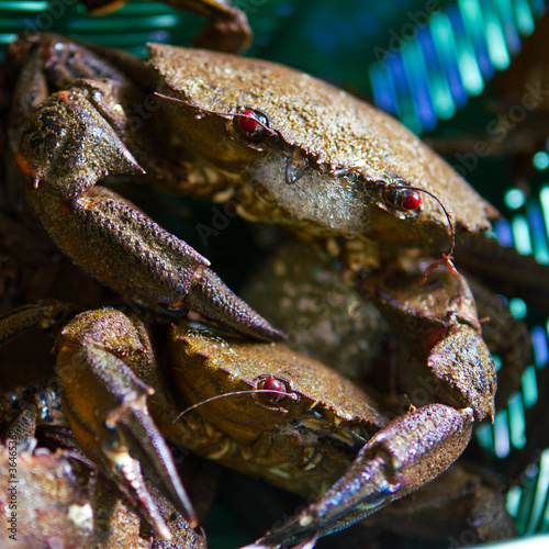 Le panier de crabes photo