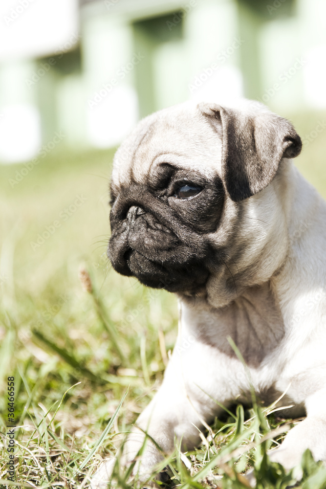 closeup of a 2 month young pug puppy