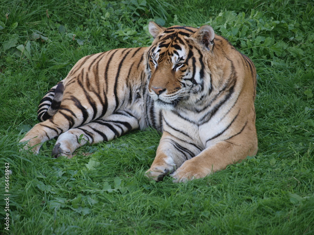tigre2 tigre2