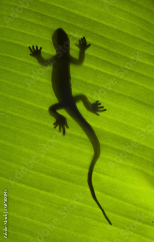 Silhouette of a gecko lizard on a green leaf #36468945
