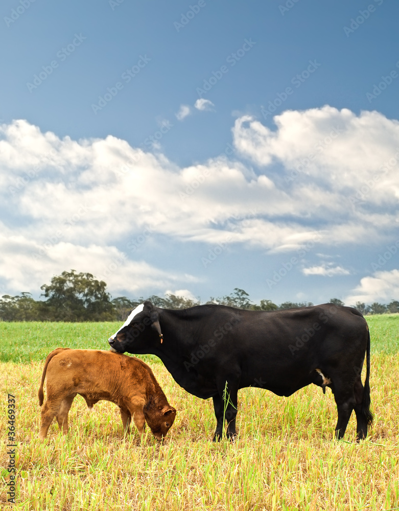 mother and baby cow Australian bred beef cattle mother and baby cow Australian bred beef cattle