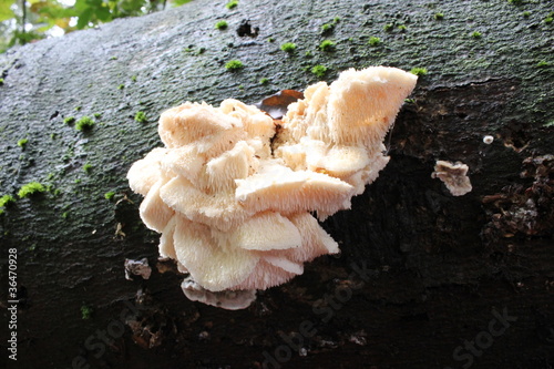 Dorniger Stachelbart im Urwald Sababurg photo