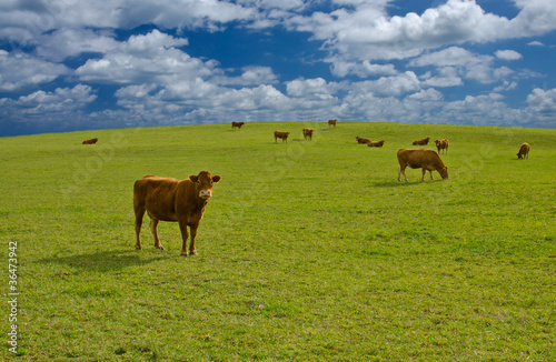 Vacas asturianas pastando.