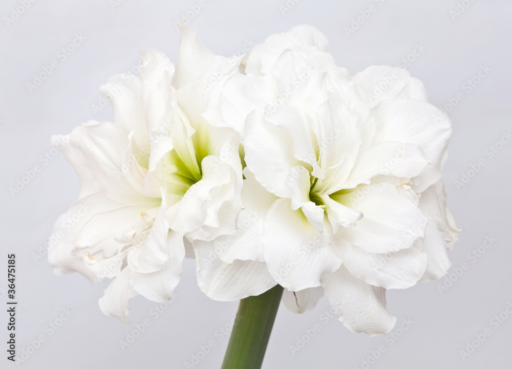 Hippeastrum double flowering variety Hippeastrum double flowering variety