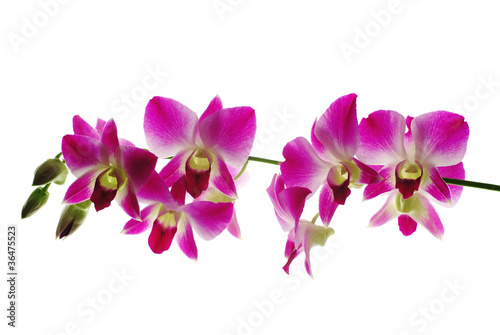 Fototapeta Naklejka Na Ścianę i Meble -  Red orchids isolated white  background