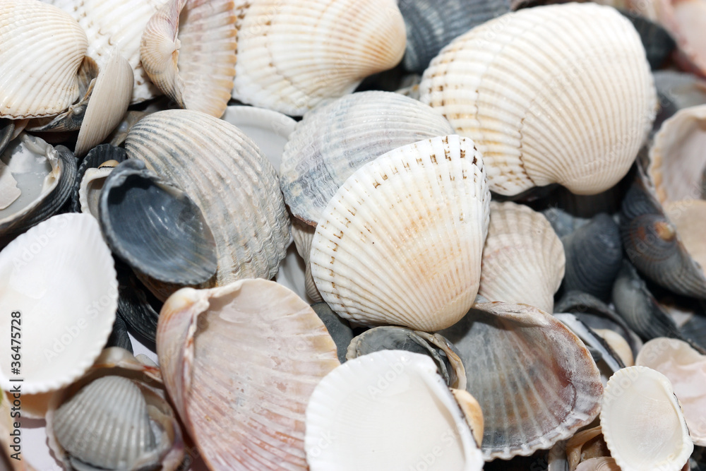 shell on beach shell on beach