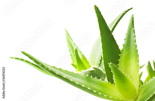 Green leaves of aloe plant close up