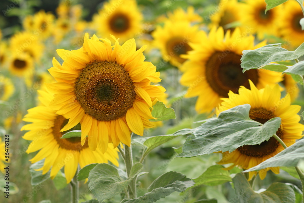 Fototapeta premium Sonnenblumenfeld