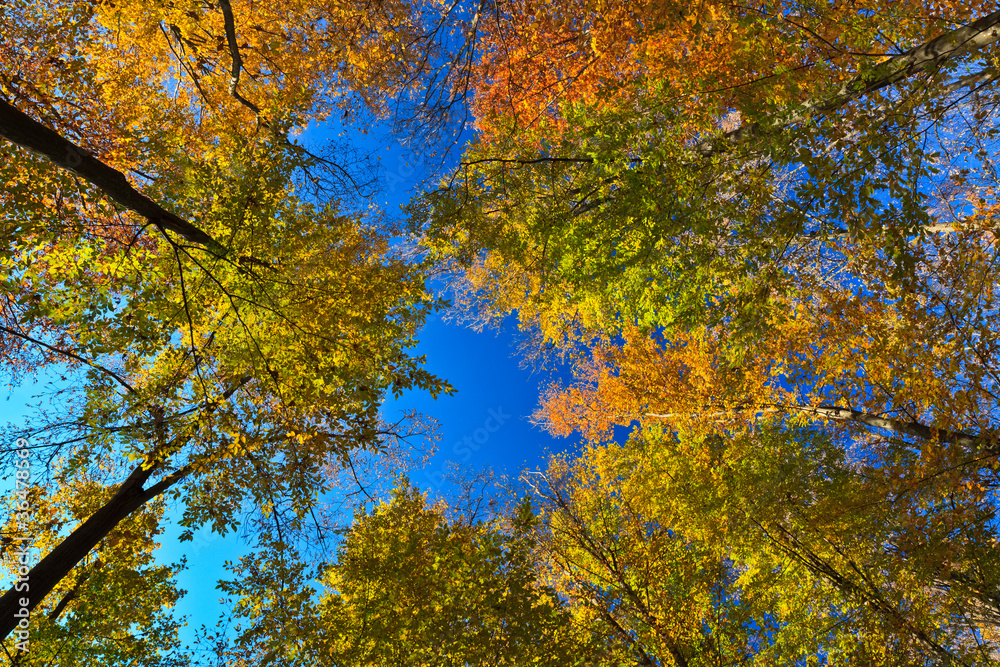 Fototapeta premium autumn trees