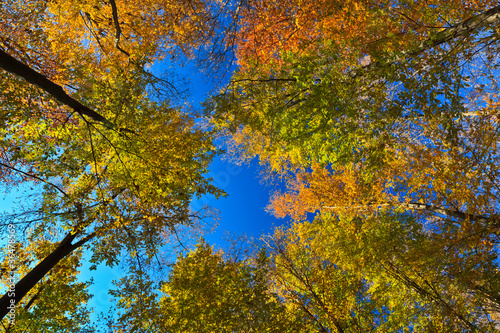 autumn trees