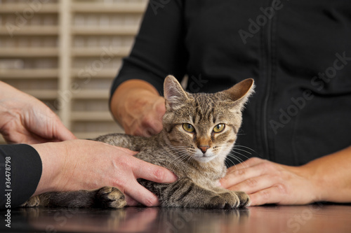 beim Tierarzt - Katze auf Behandlungstisch photo