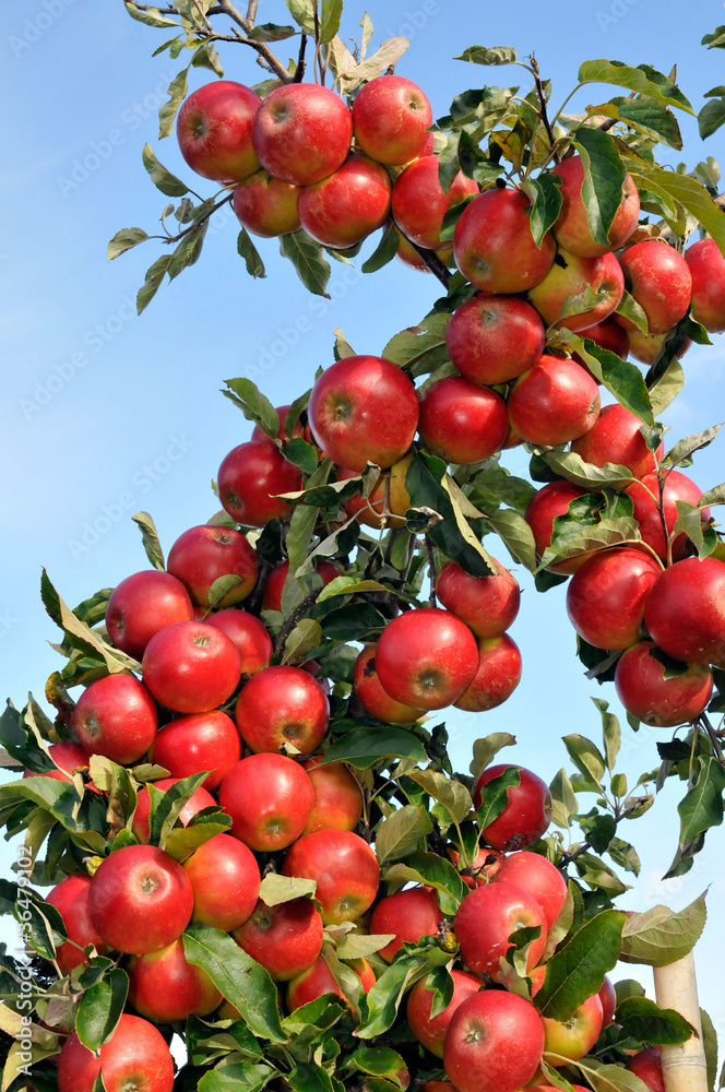 Obraz premium Branch of an apple tree