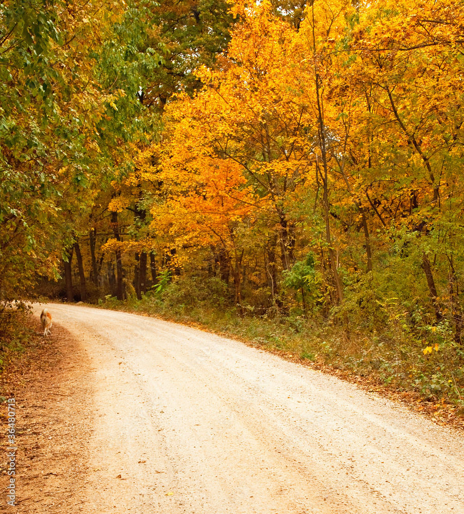 Nice pathway with leaves at autumn