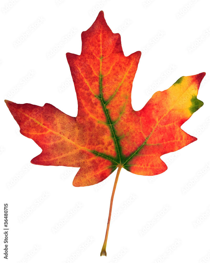 Fototapeta premium colorful fall leaf