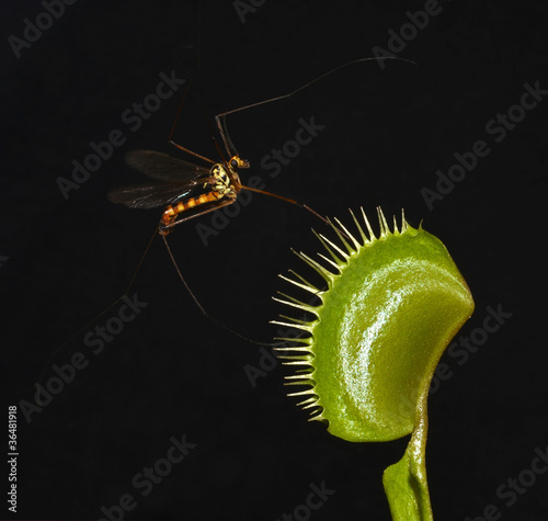 Obraz na plátně giant mosquito entrap in leaf of carnivorous plant dionaea