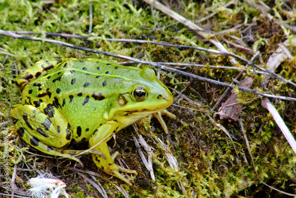 Obraz premium Green frog.