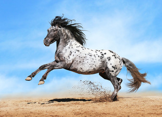 Foto auf Leinwand Pferde Appaloosa-Pferdespiel im Sommer  © Viktoria Makarova