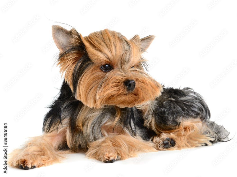 yorkshire terrier