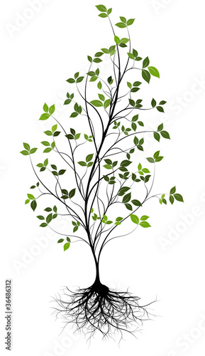Jeune arbre et racines - green tree with roots