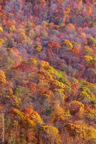 Autumn trees on the hill
