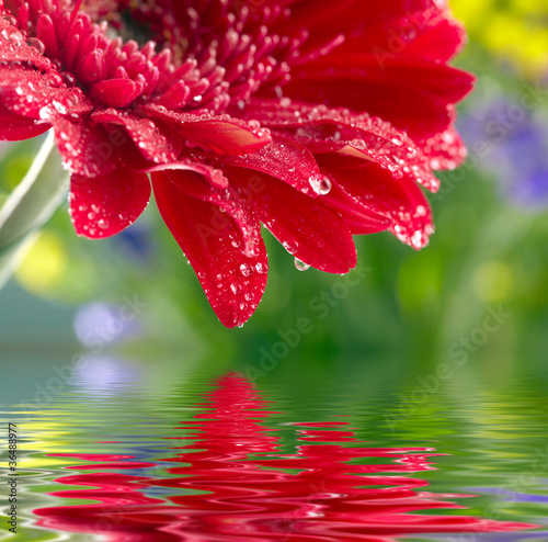 Closeup of red daisy-gerbera reflected in the water