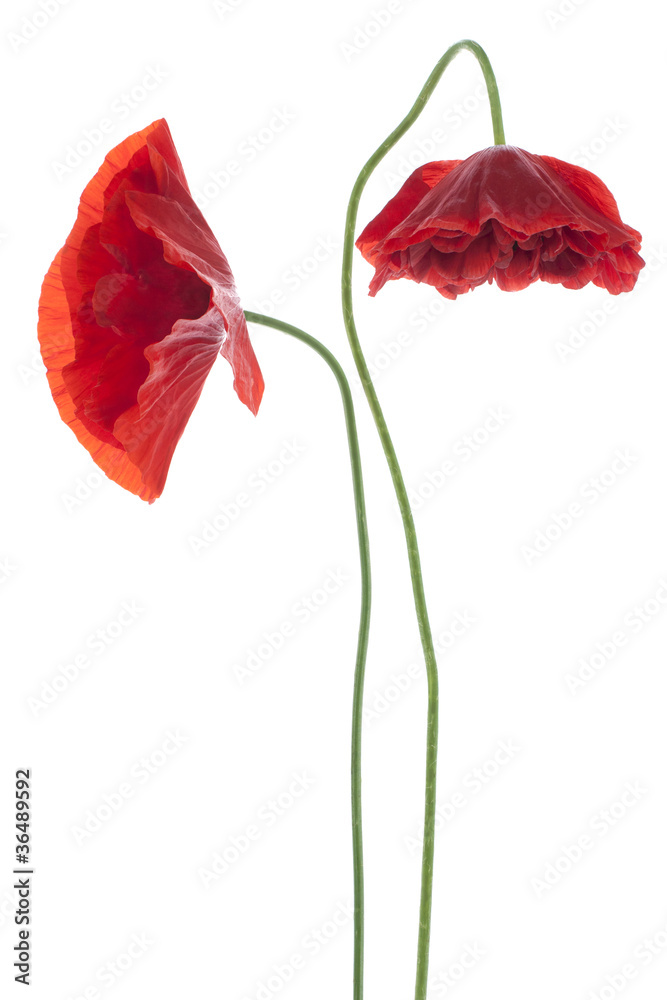 Fototapeta premium MAK