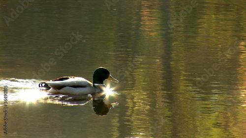 wild duck swimming in pond