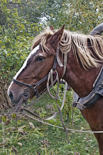 Drawn horse