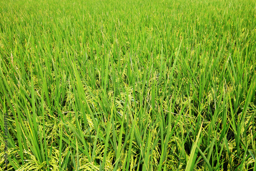 paddy rice field