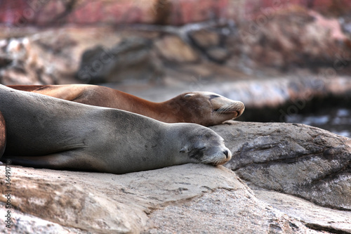 sea lion sleeping © leungchopan